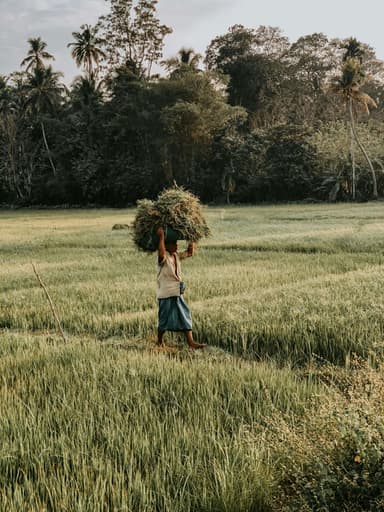 Paddy Field